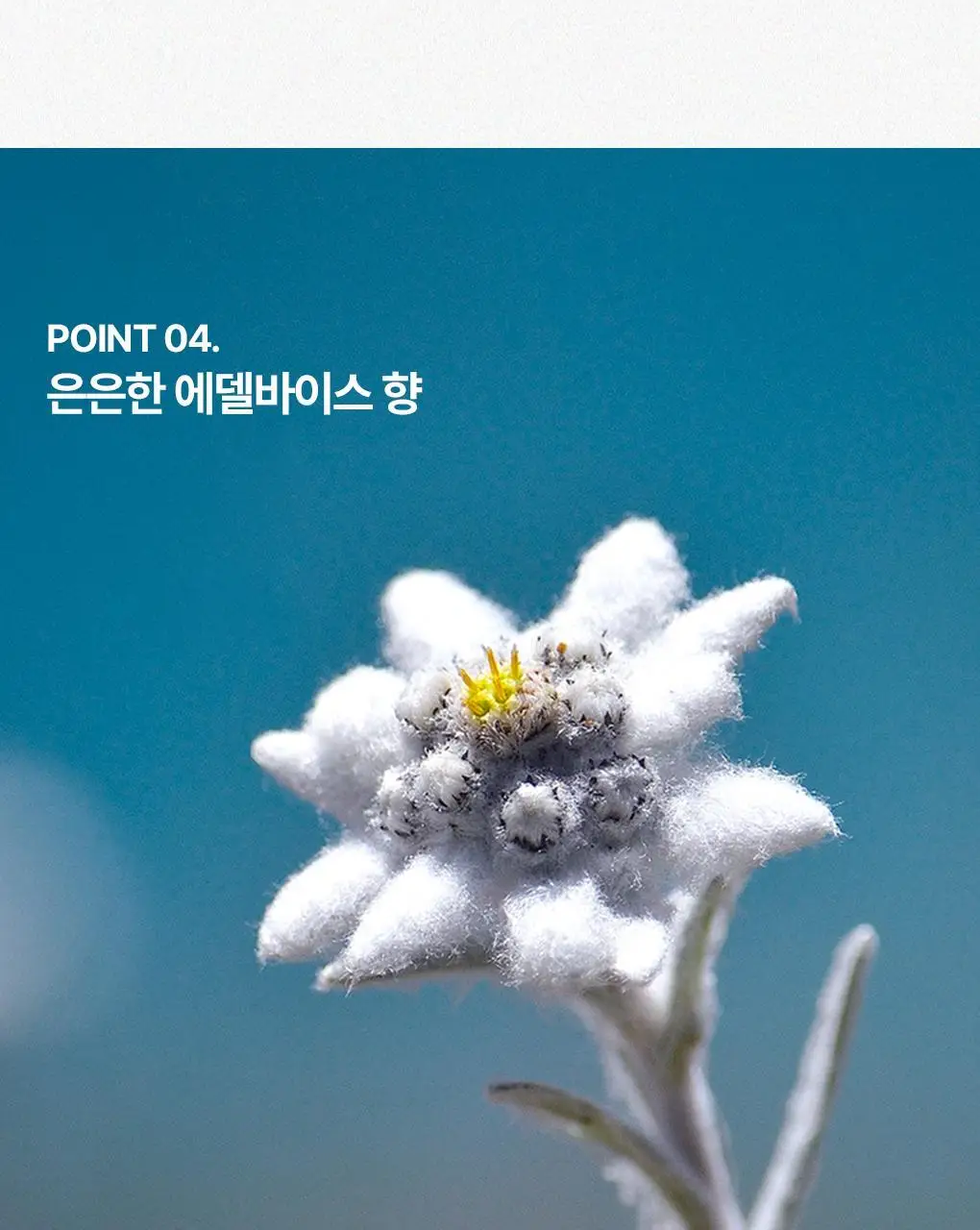 [온가족 여성청결제] 유리아쥬 진피 마일드 젤 단품/기획 택 1 (50ml/200ml/500ml) 상세페이지 15